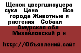 Щенок цвергшнауцера сука › Цена ­ 25 000 - Все города Животные и растения » Собаки   . Амурская обл.,Михайловский р-н
